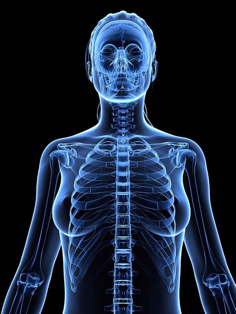 Order sheets, tables, oils & more! Female Upper Torso Anatomy / Female Upper Body Anatomy ...