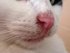 The nose and ears can stay hot when the dog is sick. Are Cats Noses Supposed to Be Wet or Dry? - Pet Health