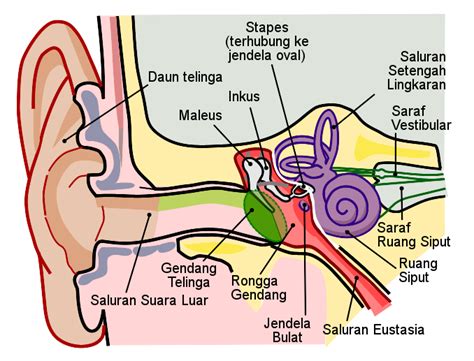 Daun merupakan salah satu bagian pada struktur tumbuhan yang menempel pada batang. Gambar Struktur Telinga Beserta Keterangan Dan Fungsinya