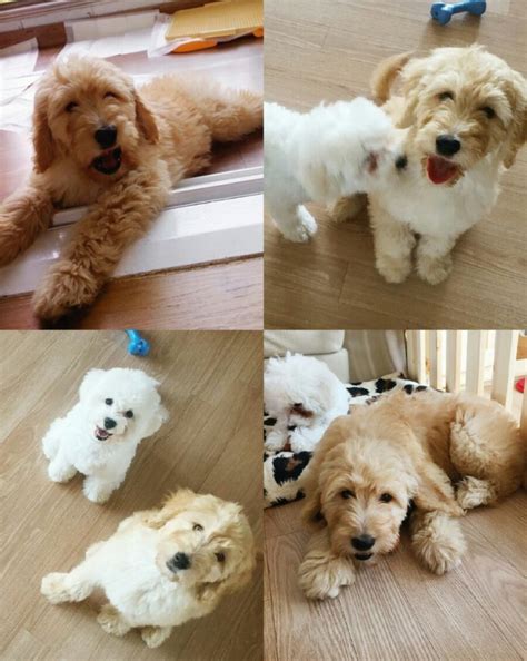 #두닷 #골든두들 #윈디 #goldendoodle #골든리트리버 #goldenretriever. 골든두들 세대별 털빠짐 : 네이버 블로그