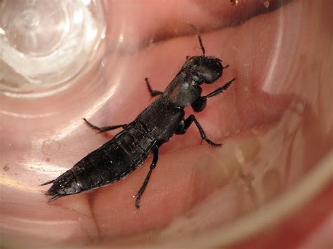 Bees can be found on all continents except antarctica. species identification - Is this long black insect with ...