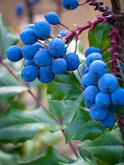 When you buy a fruit tree from flowerland nursery, you're getting a tree that is the best adapted to the conditions here in the rogue valley. Oregon Grape Holly Shrubs For Sale | The Tree Center™