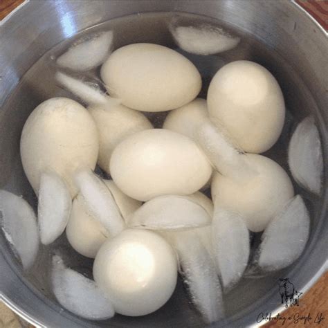 Add the water and secure the lid. How to Hard Boil Duck Eggs in an Instant Pot - Celebrating ...