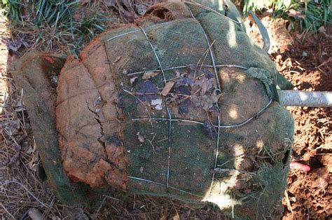 Maybe you would like to learn more about one of these? Tree Planting - Remove Wire Cage? | Walter Reeves: The ...
