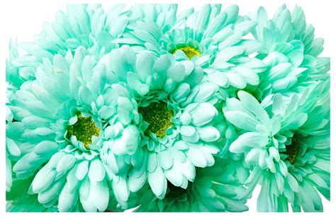 There are 134 fake mint flowers for sale on etsy, and they cost £11.76 on average. CraftMore Mint Colored Gerbera Daisy Stems 14 Inch Set of ...