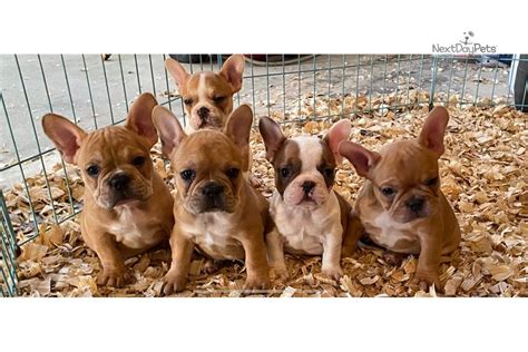 Select from the options below to view adoptable puppies and dogs of that breed in asheville, north carolina and nearby cities. Frenchie: French Bulldog puppy for sale near Asheville ...
