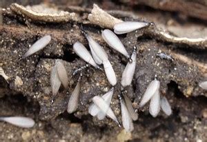 Don't let pests like, bed bugs, and termites destroy your home. Western Subterranean Termites - Best Columbus Pest Control