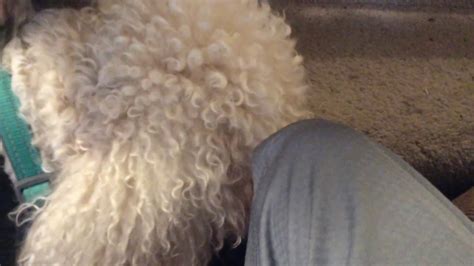 To stop this, make sure that you clean off all of the debris from eating another taste and smell related factor can be your own body odors. My dog can't stop sniffing me! - YouTube