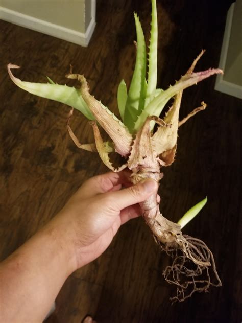 Do aloe plants need sunlight? How do I repot this aloe vera plant? It's been sitting in ...