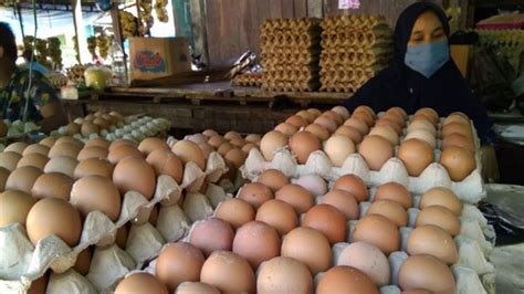 Ternak ayam potong/ayam pedaging tidak sama dengan ayam kampung. Harga Telur Ayam Naik, Ini Kata Kemendag