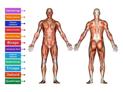 Human muscle system, the muscles of the human body that work the skeletal system, that are under voluntary control, and that are concerned with movement, posture, and balance. Label muscles front and back view - Labelled diagram