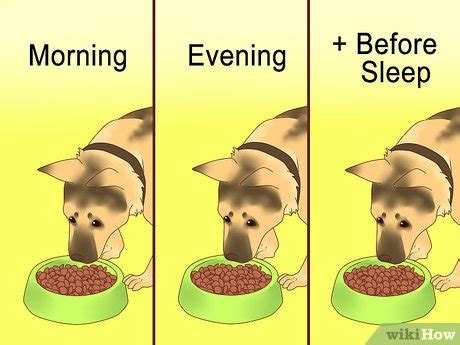 How to make a dog gain weight. 3 Formas de Fazer um Pastor Alemão Ganhar Peso - wikiHow