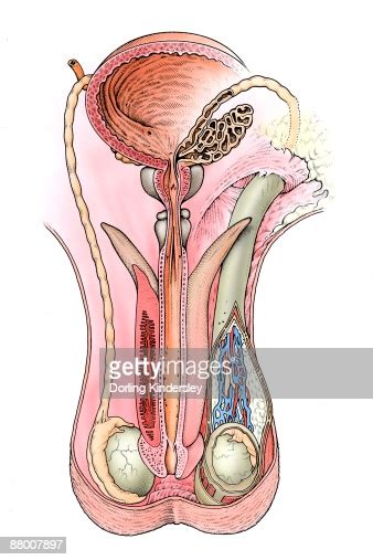 This is what they look like. Human Male Testicles Stock Illustration | Getty Images