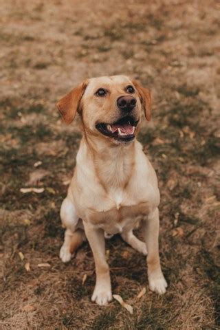 The lab has high energy levels and they love to romp in the yard with their. Alicia Fowler, Labrador Retriever Stud in Missoula, Montana