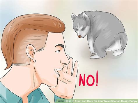 Huskies are also notoriously stubborn and difficult to train. How to Train and Care for Your New Siberian Husky Puppy: 15 Steps