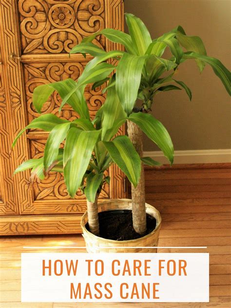 Learn all about its watering, light, humidity, and additional care requirements. How to Care for Mass Cane (a.k.a. Corn Plant or Dracaena ...