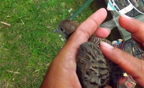 Maybe you would like to learn more about one of these? 7 Cara Pijat Burung Perkutut yang Benar Sebelum Lomba ...