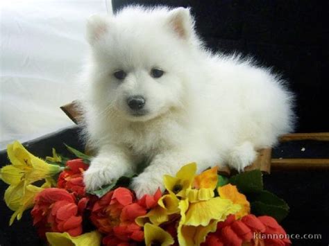 Jan 30, 2013 · un jeune étudiant se tape une femme plus âgée chez elle sur le canapé eteindre la lumière! A DONNER adorable chiot femelle spitz nain femelle a vendre à Livron-sur-Drôme - Loisirs / Animaux