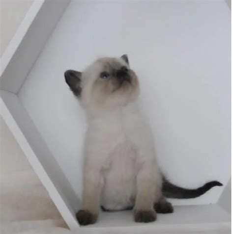 Breeding siamese for over thirty years in all four colors. Siamese Cats For Sale | Rochester, NY #80156 | Petzlover