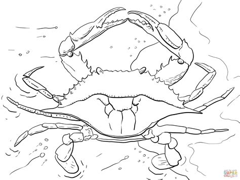 Citing for websites is different from citing from books, magazines and periodicals. Ocean coloring pages, Coloring pages, Crab art