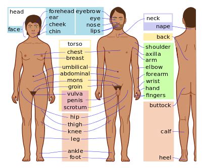 , most brilliant answers of upsc, ips, ias, interview questions sawal body parts vocabulary बच्चों को english कैसे. Body - Simple English Wikipedia, the free encyclopedia