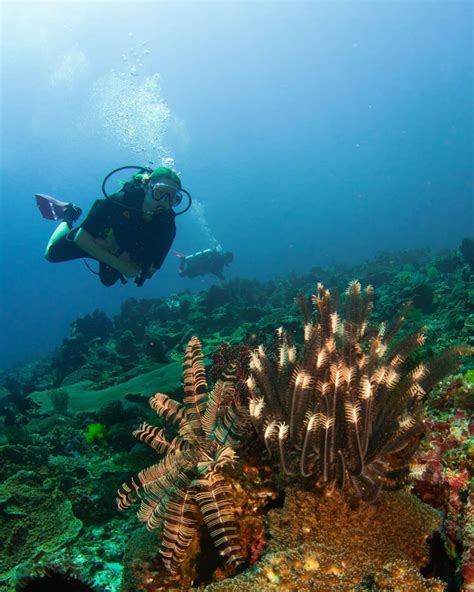 Objek pemandangan yang indah dapat meliputi pegunungan, sungai, danau, air terjun, taman bunga, pantai, laut dan berbagai objek menarik lainnya. 10 Lokasi Diving Terbaik di Indonesia, Dijamin Betah ...