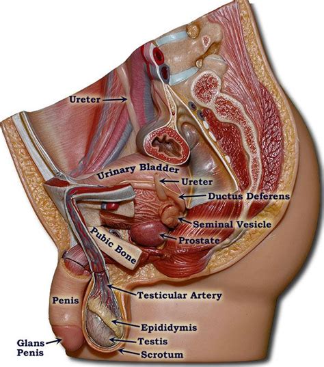 Male human anatomy diagram male body anatomy organs anatomy diagram. 244 best images about Practical 2 on Pinterest | Models ...