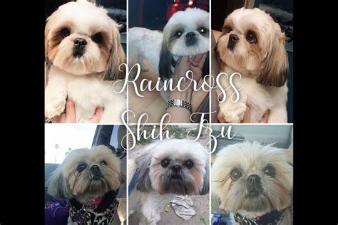 Shih tzus are extremely popular toy dogs and are adorable as puppies. Raincross Shih Tzu - Shih Tzu Puppies For Sale - Born on ...