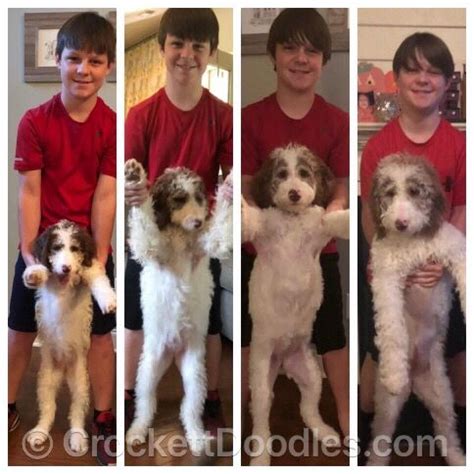 Dog training simplified · easy to follow steps · simple yet effective From Crockett Doodles | Doodle puppy, Puppy growth chart ...
