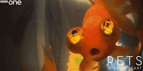 Find funny gifs, cute gifs, reaction gifs and more. Poisson Rouge GIF - Poisson Rouge - Discover & Share GIFs