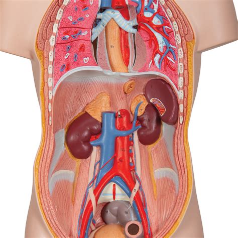 Before one can understand how xenobiotics affect these different body an organ is a unique anatomic structure consisting of groups of tissues that work in concert to. Human Torso Model | Miniature Torso Model | Anatomical ...