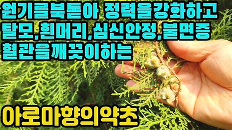 (속이 시원)세상을 건강하게 할 특급비책 '나는 몸신이다' 매주 화요일 밤 9시 30분 방송. 측백엽,백자인―신장기능을강화하고원기를북돋아 정력 및 신체 ...