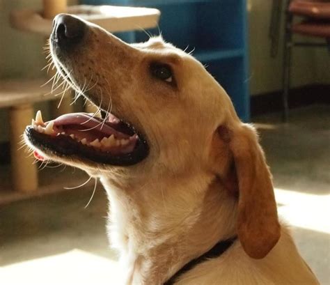 Golden retriever rescue of wisconsin, inc. cricket- yellow lab http://givemn.razoo.com/story/Blue ...