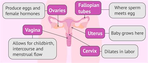 Learn now at kenhub their anatomy! Flow chart of the internal female reproductive organs