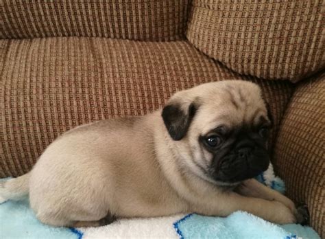 Find pug puppies for sale near you. Pug Puppies For Sale | Virginia Beach, VA #293227
