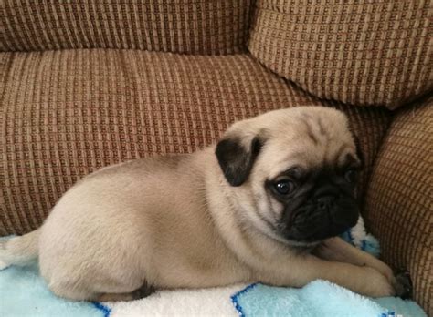 Sterling silver labs may be a good idea to find one for you. Pug Puppies For Sale | Virginia Beach, VA #293227