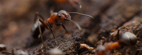 We specialize not only in all insects, but as well as; Assurance Pest Control | San Diego County Exterminators