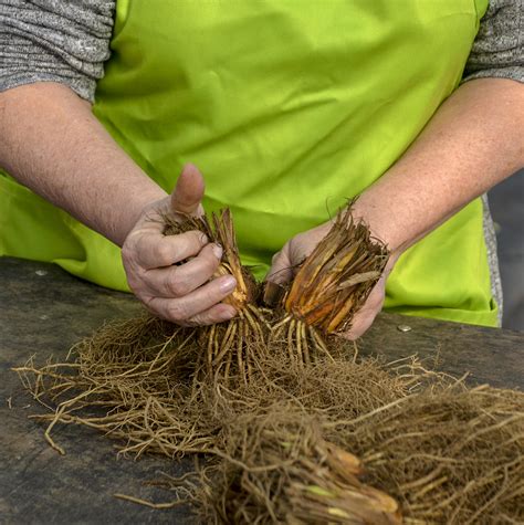 Maybe you would like to learn more about one of these? Dividing Perennials | Proven Winners