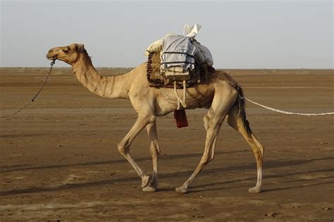 Camel carrying salt blocks | Photo