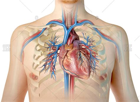 The ribs encircle vital organs, such as the lungs, and connect to the. Human heart with vessels, bronchial tree and cut rib cage ...