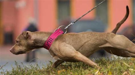 Check poison symptoms, diagnosis & treatments. How to Stop Dog Aggression Towards Other Dogs - what makes ...