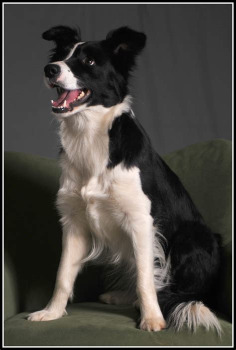 This is the price you can expect to budget for a border collie with papers but without breeding rights nor show quality. Pictures of Puppies | 45 Free Cute Border Collie Puppy Images | HubPages