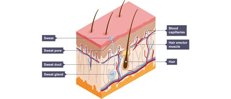Learn about the size and function of plant and animal cells for gcse combined science, aqa. Animal Cell Diagram Gcse Bitesize ~ DIAGRAM