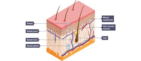 in this figure the working model of vacuole formation in plant cells. Animal Cell Diagram Gcse Bitesize ~ DIAGRAM