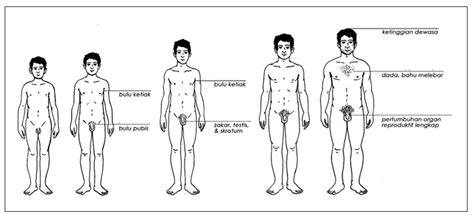 Selain daripada rupa bentuk fizikal, terdapat banyak lagi perbezaan dan persamaan yang ada pada. Perubahan Fizikal Lelaki Dan Perempuan Pada Peringkat Akil ...