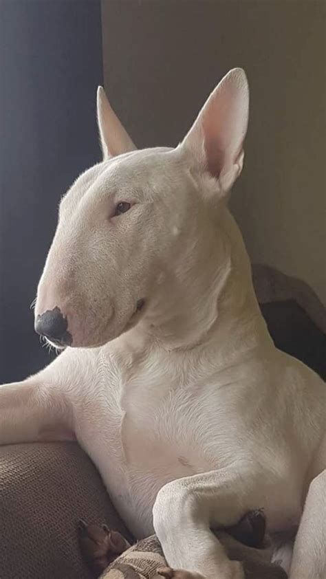 In north america, we have to trace their origins to really understand their appeal. Pin by Frances Hicks on Dogs | Bull terrier puppy, Bull ...