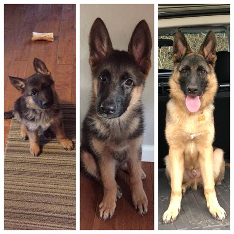 German shepherd 6 months old pictures. 8 Weeks 12 Weeks 6 Months Titan Is Growing Fast