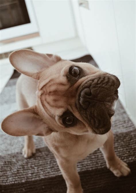 Here @poeticfrenchies the french bulldog obsession is real! Pin by Chandler Cleveland on animals | Bulldog, French bulldog puppies, Cute french bulldog