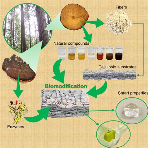 An apt example of biomagnification will be when small fish eat contaminated microscopic organisms, and big fish eat the small fish. Research Projects — CELBIOTECH. Paper Engineering — UPC ...