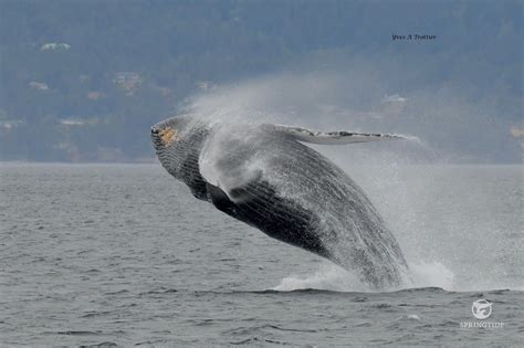 Maybe you would like to learn more about one of these? How long can a whale hold its breath? - SpringTide Whale ...